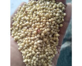Fresh Millet Seeds