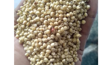 Fresh Millet Seeds