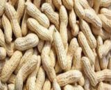 Ground Nut in shell