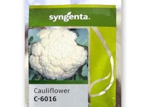 6016 CAULIFLOWER