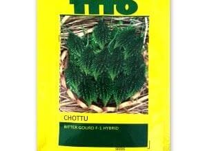 CHOTTU BITTERGOURD