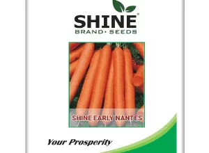 SHINE CARROT SHINE EARLY NANTES IMPORTED SEEDS