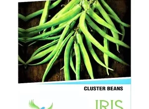 IRIS HYBRID OP VEGETABLE SEEDS CLUSTER BEANS