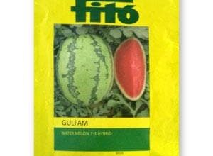GULFAM WATERMELON