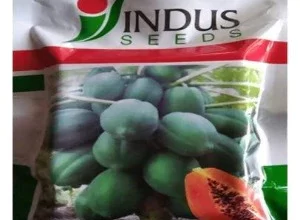 INDUS HONEY GOLD F1 HYBRID PAPAYA SEEDS (REDDISH ORANGE)