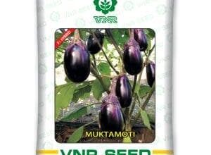 MUKTA MOTI BRINJAL