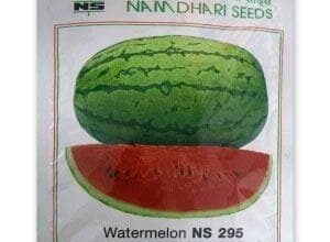 NS 295 WATERMELON