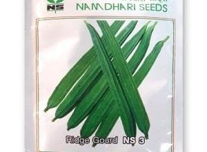 NS 3 RIDGE GOURD