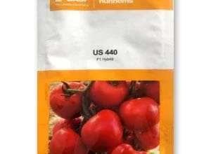 US 440 TOMATO