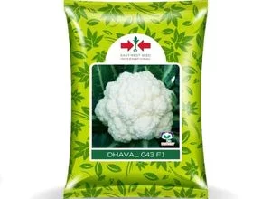 DHAVAL 043 F1 CAULIFLOWER