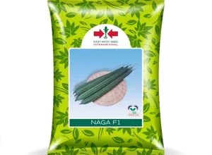 NAGA RIDGE GOURD