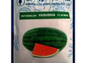VASUDHA WATER MELON