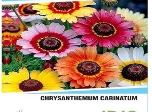 IRIS CHRYSANTHEMUM CARINATUM FLOWER SEEDS