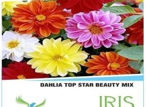 IRIS HYBRID FLOWER SEEDS ZINNIA DAHLIA MIX