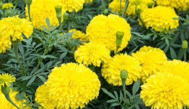 IRIS HYBRID MARIGOLD YELLOW FLOWER SEEDS