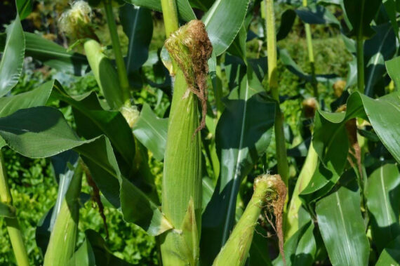 SHINE SWEET 80 SWEET CORN SEEDS