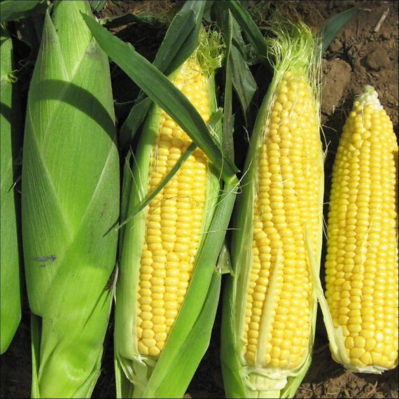 SHINE SWEET 80 SWEET CORN SEEDS