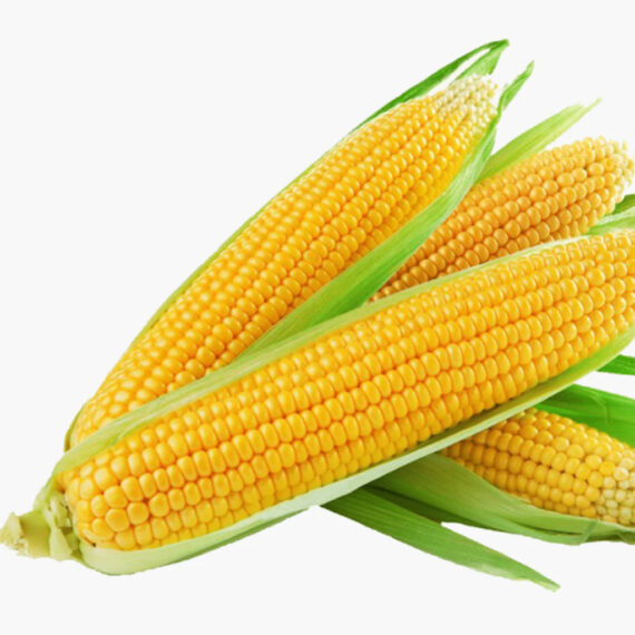 URJA SWEET CORN SEEDS