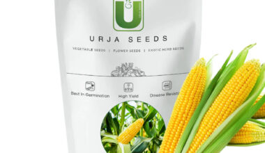 URJA SWEET CORN SEEDS