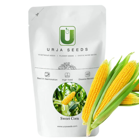 URJA SWEET CORN SEEDS