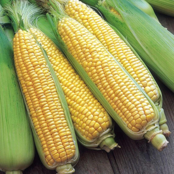 URJA SWEET CORN SEEDS