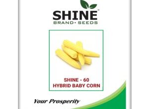 SHINE 60 BABY CORN HYBRID SEEDS
