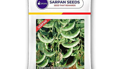 SARPAN ALL SEASON HYBRID DOLICHOS BEAN -3 SEEDS