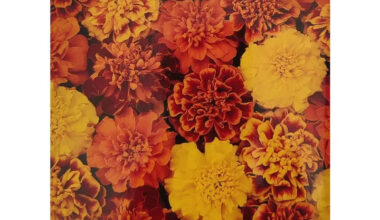 FRENCH MARIGOLD