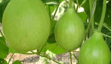 Bottle Gourd Round - Desi Vegetable Seeds