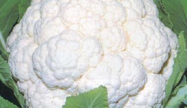 Cauliflower Snowball 16 - Desi Vegetable Seeds