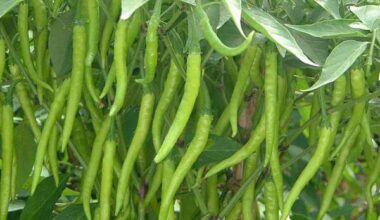 Chilli Surajmukhi - Desi Vegetable Seeds