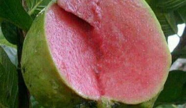 Guava, Amrud Allahabadi - 0.5 kg Seeds