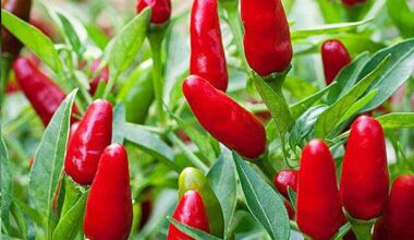 Hot Pepper Red Sampurna - Vegetable Seeds