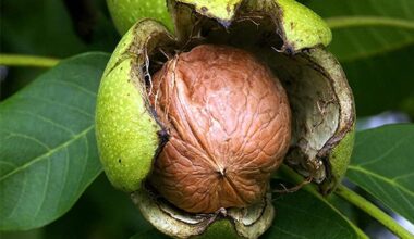 Juglans Regia, Walnut, Akhrot - 0.5 kg Seeds