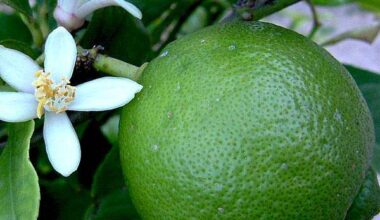 Citrus Limetta, Indian Sweet Lime, Mausammi - 0.5 kg Seeds