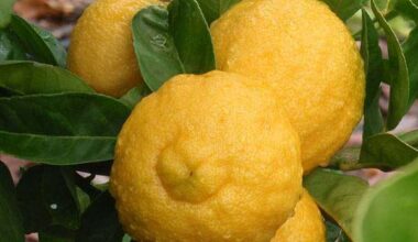 Liudmila Rough Lemon, Khatta Nimboo (Big) - 0.5 kg Seeds