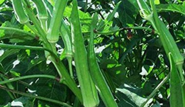 Okra Pusa Sawni - Desi Vegetable Seeds