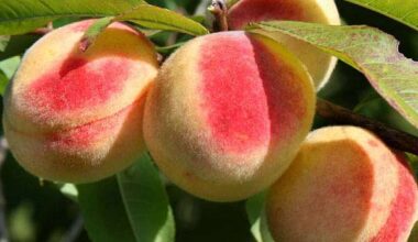 Prunus Persica, Peach - 0.5 kg Seeds