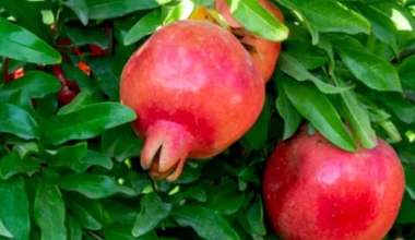 Punica Granatum, Pomegranate, Anar - 0.5 kg Seeds