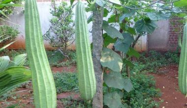 Ridge Gourd Jaipur Long - Desi Vegetable Seeds