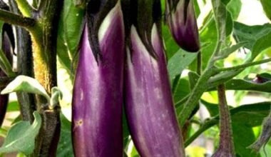 Brinjal Purple Long - Desi Vegetable Seeds