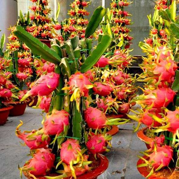 Dragon Fruit - 10 Seeds