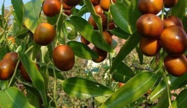 . Ziziphus Mauritiana, Gol Ber - 0.5 kg Seeds